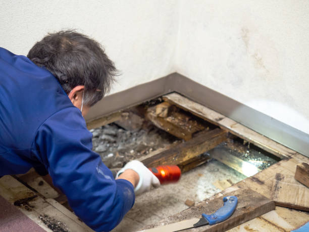 Coronita, CA Mold Removal Company