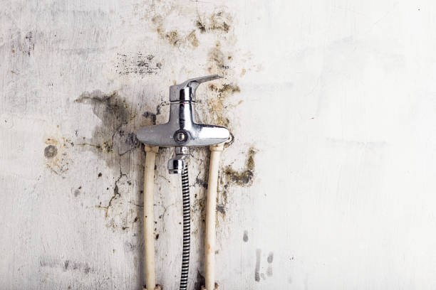 Best Affordable Mold Removal  in Coronita, CA