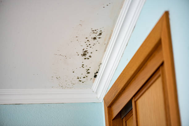 Best Local Mold Removal Service  in Coronita, CA