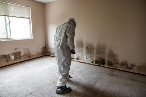 Best Office Mold Removal Services  in Coronita, CA