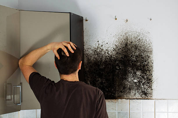 Best Residential Mold Removal  in Coronita, CA