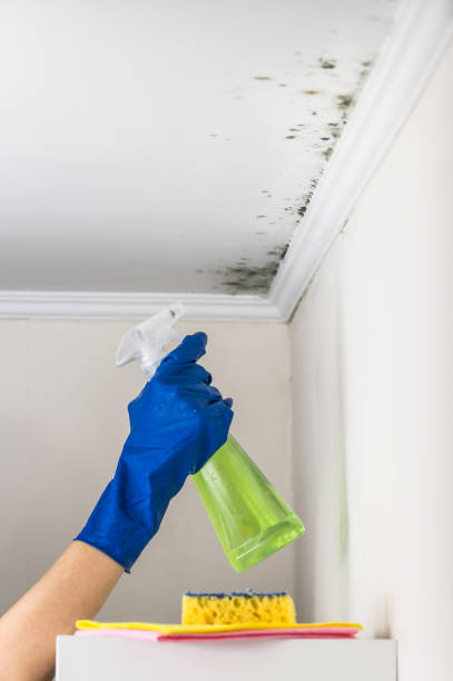 Mold Testing and Removal in Coronita, CA